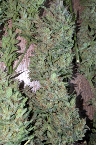 Instagram Super Boof Auto