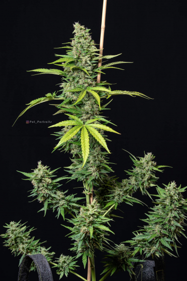 Instagram Orange Sherbet Auto