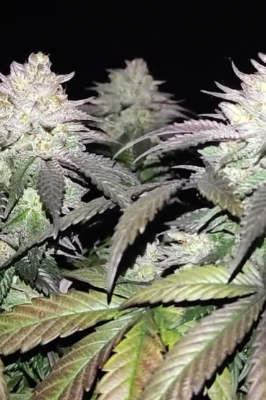 Instagram GG4 Sherbet FF