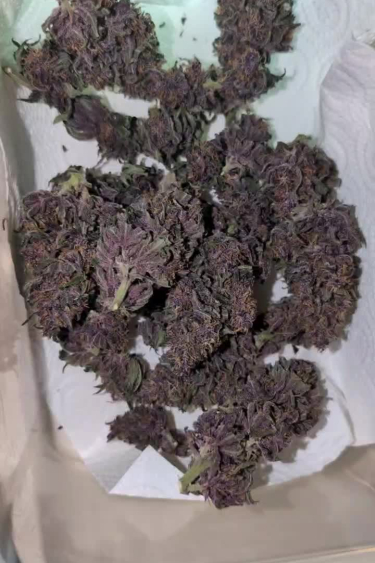 Banana Purple Punch Auto