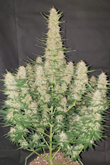 Instagram Gorilla Auto