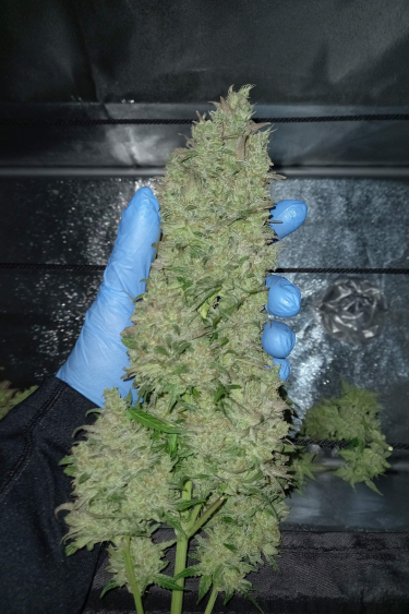 Instagram Cheese Auto