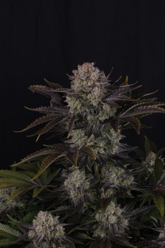 Instagram Frostbanger Auto