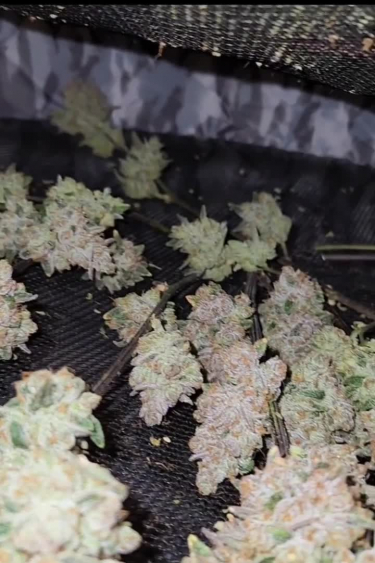 Strawberry Gorilla Auto