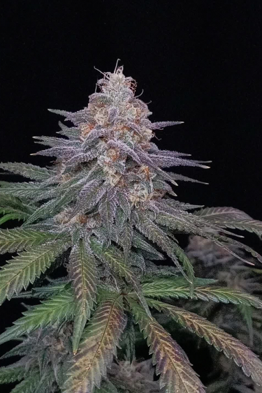 Tropicana Cookies FF