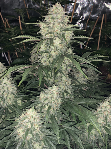 Instagram Mimosa Cake Auto