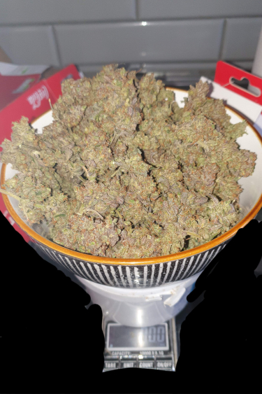 Instagram Gorilla Punch Auto