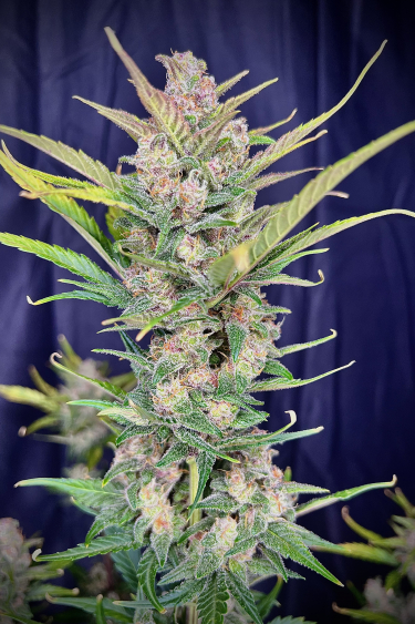 Instagram Gorilla Punch Auto