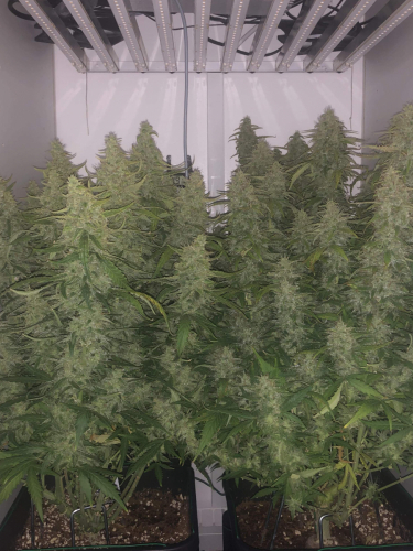 Instagram Wedding Cheesecake Auto