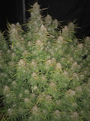 Instagram Californian Snow Auto