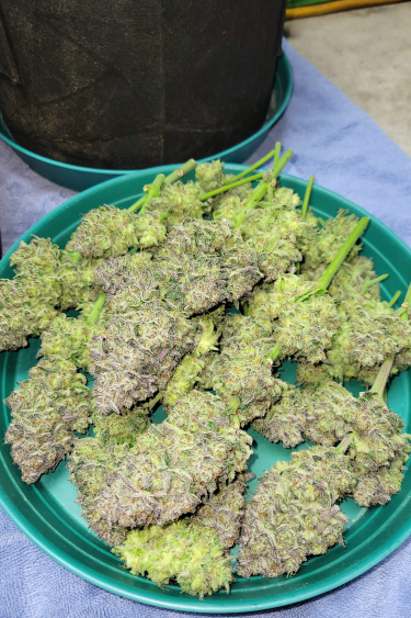 Instagram Ztrawberriez Auto