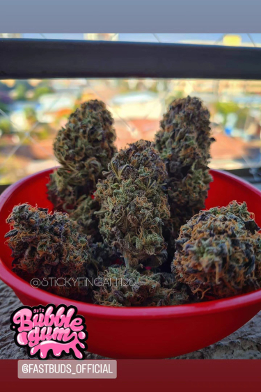 Instagram BubbleGum Auto