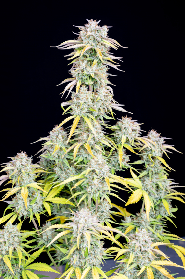 Instagram Big Bud Auto