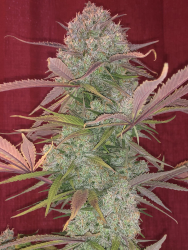 Instagram Cream Cookies Auto