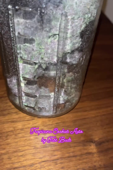 Tropicana Cookies Auto