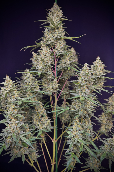 Instagram Mimosa Cake Auto