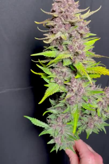 Instagram Banana Purple Punch Auto