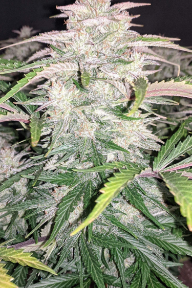 Instagram CBD Auto 201