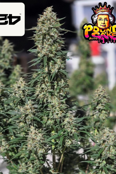 Instagram Pound Cake Auto