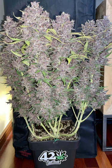 Instagram Purple Lemonade Auto