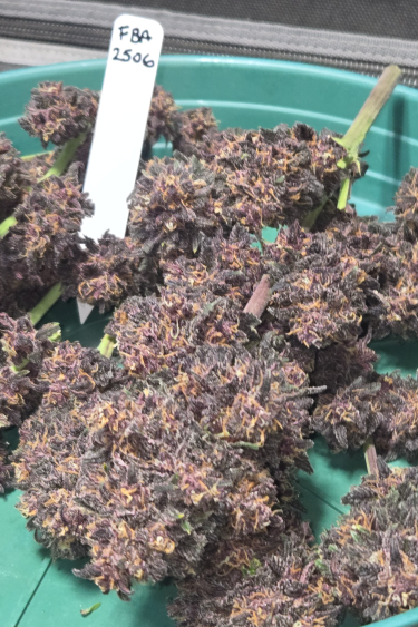 Instagram Purple Haze Auto