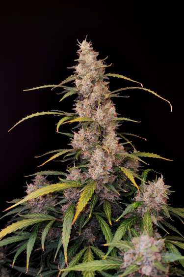 Instagram Amnesia Haze Auto