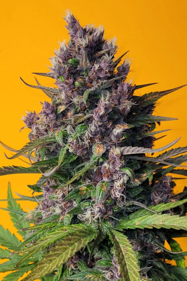 Instagram LSD25 Auto