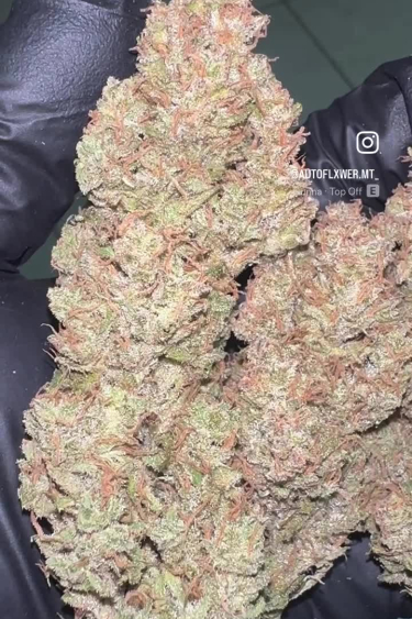 Sour Jealousy Auto™