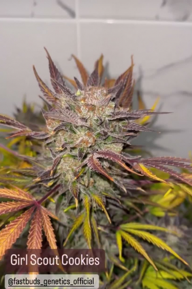 Girl Scout Cookies Auto