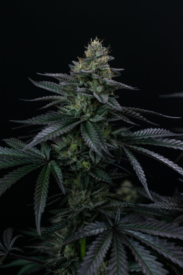 Instagram Biscotti Gelato