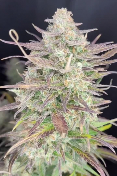 Gorilla Z Auto
