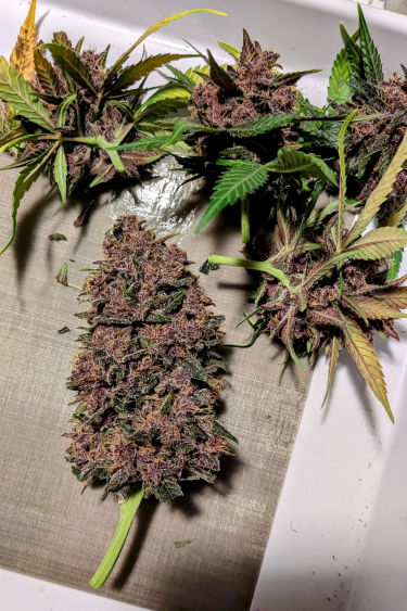 Instagram Blackberry Auto