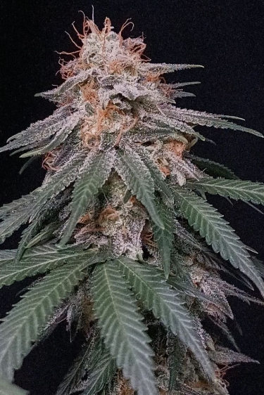 Instagram Orange Sherbet FF