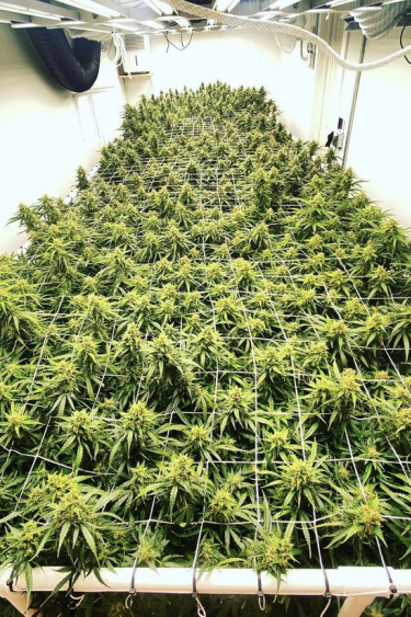 Instagram Orange Sherbet Auto