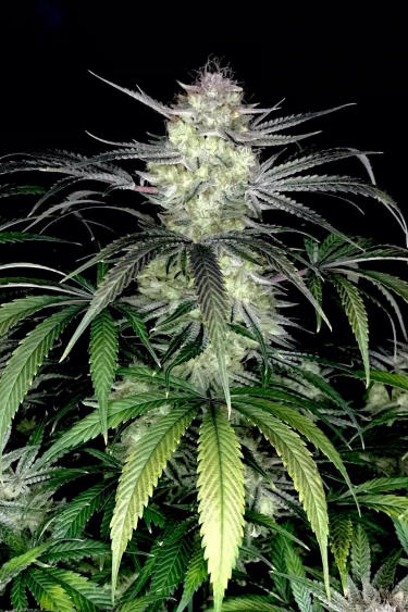Instagram Bruce Banner Auto