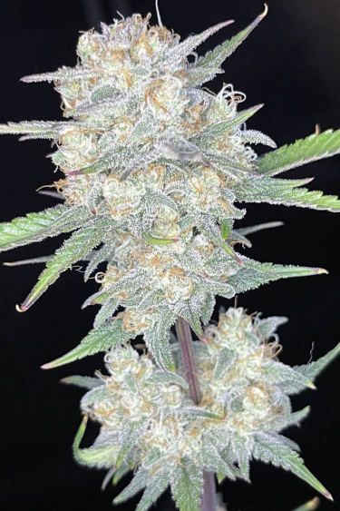 Instagram Forbidden Runtz Auto