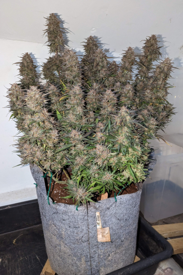 Instagram Cheese Auto