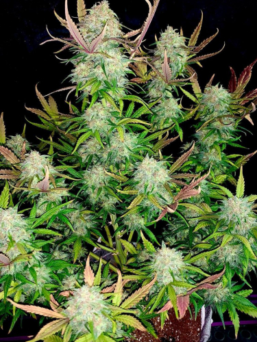 Instagram Cream Cookies Auto