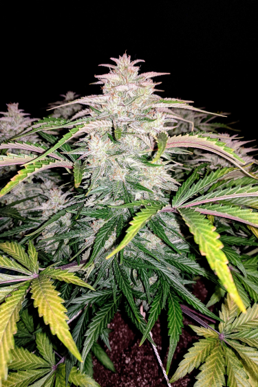 Instagram CBD Auto 201