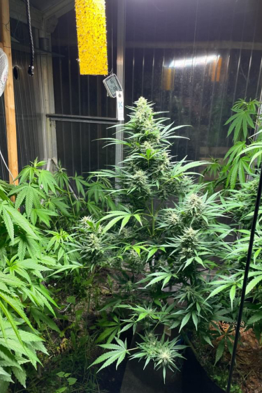 Instagram Big Bud Auto