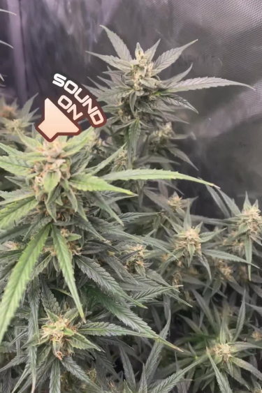 Strawberry Banana Auto