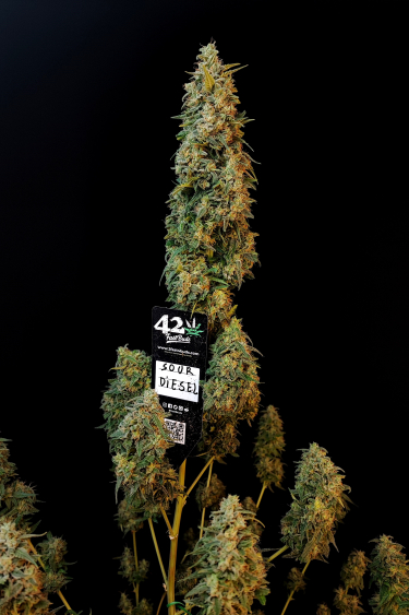 Instagram Sour Diesel Auto