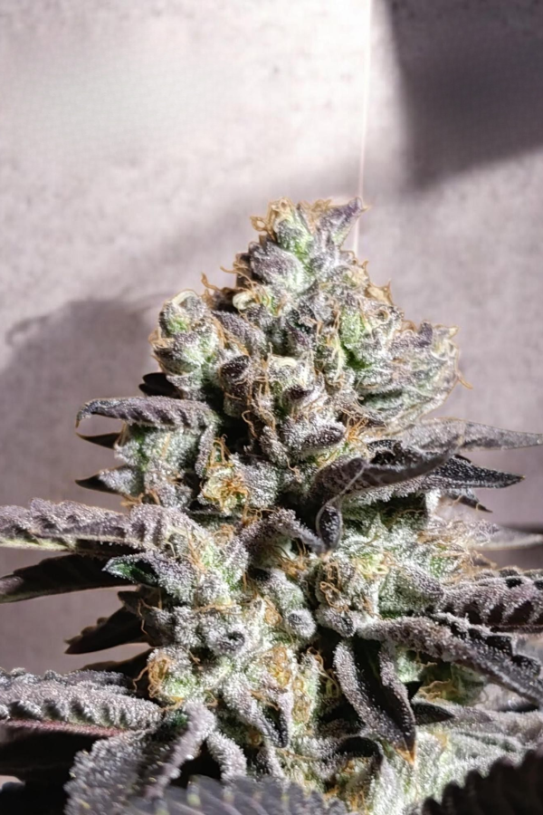 Instagram Biscotti Gelato