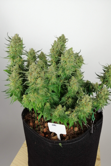 Instagram Girl Scout Cookies Auto