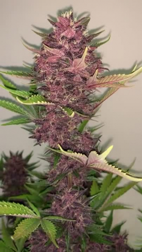 Instagram Blackberry Auto