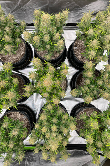 Instagram Bruce Banner Auto