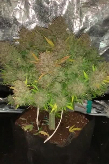 Bruce Banner Auto