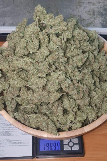 Instagram Gorilla Auto