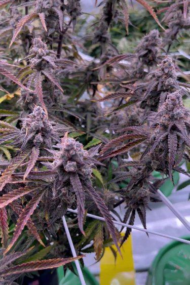 Banana Purple Punch Auto