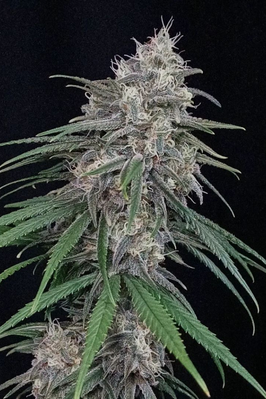 Instagram Wedding Cheesecake FF